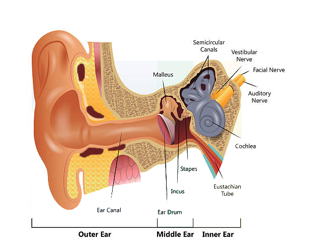 Most Common Types of Hearing loss and Treatments: 2022 1 Illustration of a Human Ear Diagram